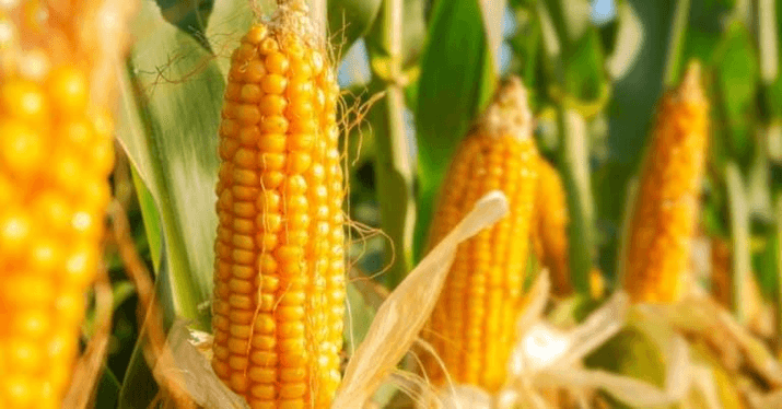 Corn in Brazil