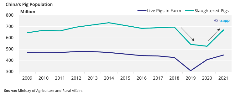 Why the Chinese Pig Herd Matters Globally | Czapp