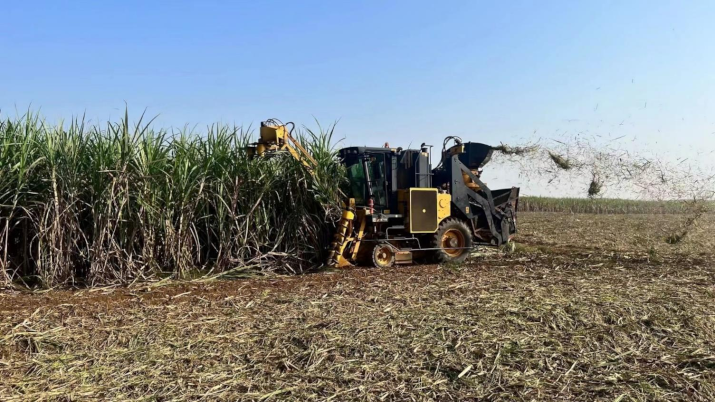 Blood-C: The Last Dark  Sugar Cane Fields 4ever