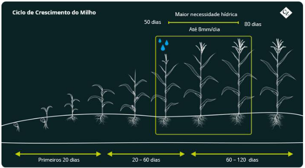 milho no brasil: ciclo de crescimento 